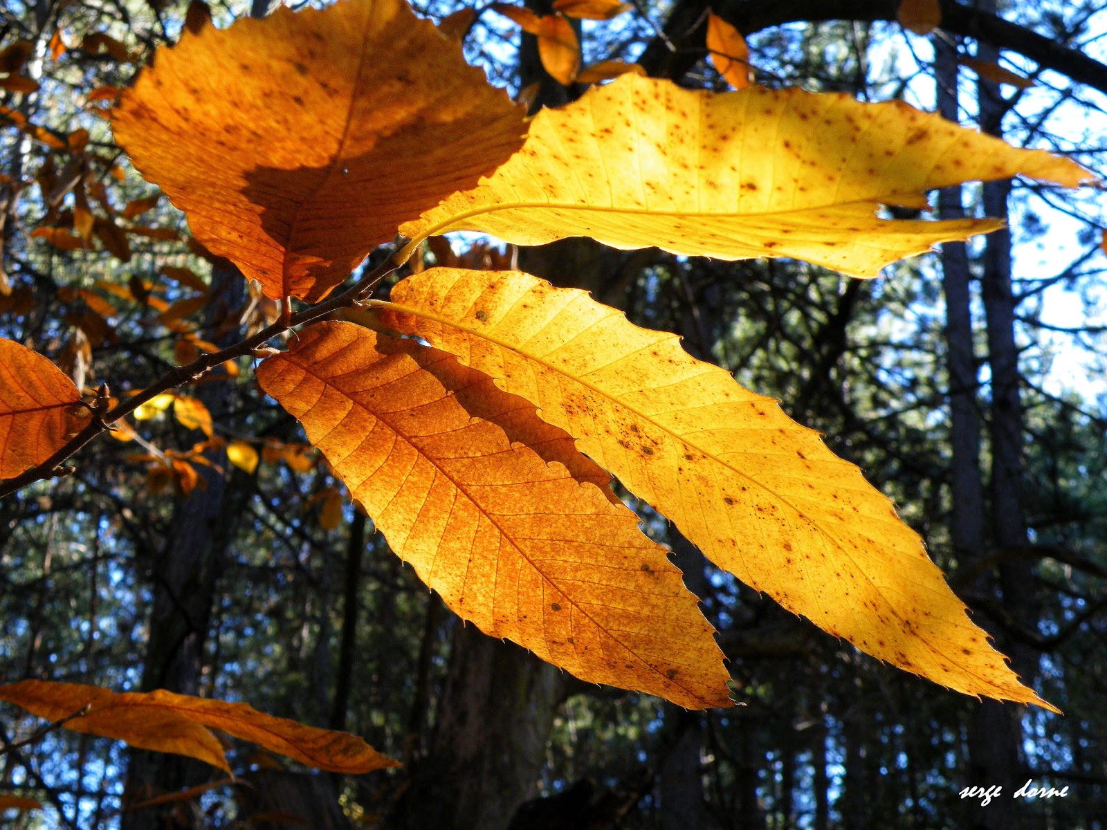 NATURE EN LIGNE.. LE PHOTOBLOG de SERGE SUDARDECHE COULEURS D — free download