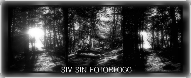 Siv sin bildeblogg