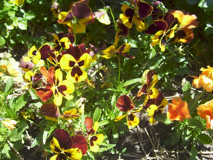 Pansies in Spring