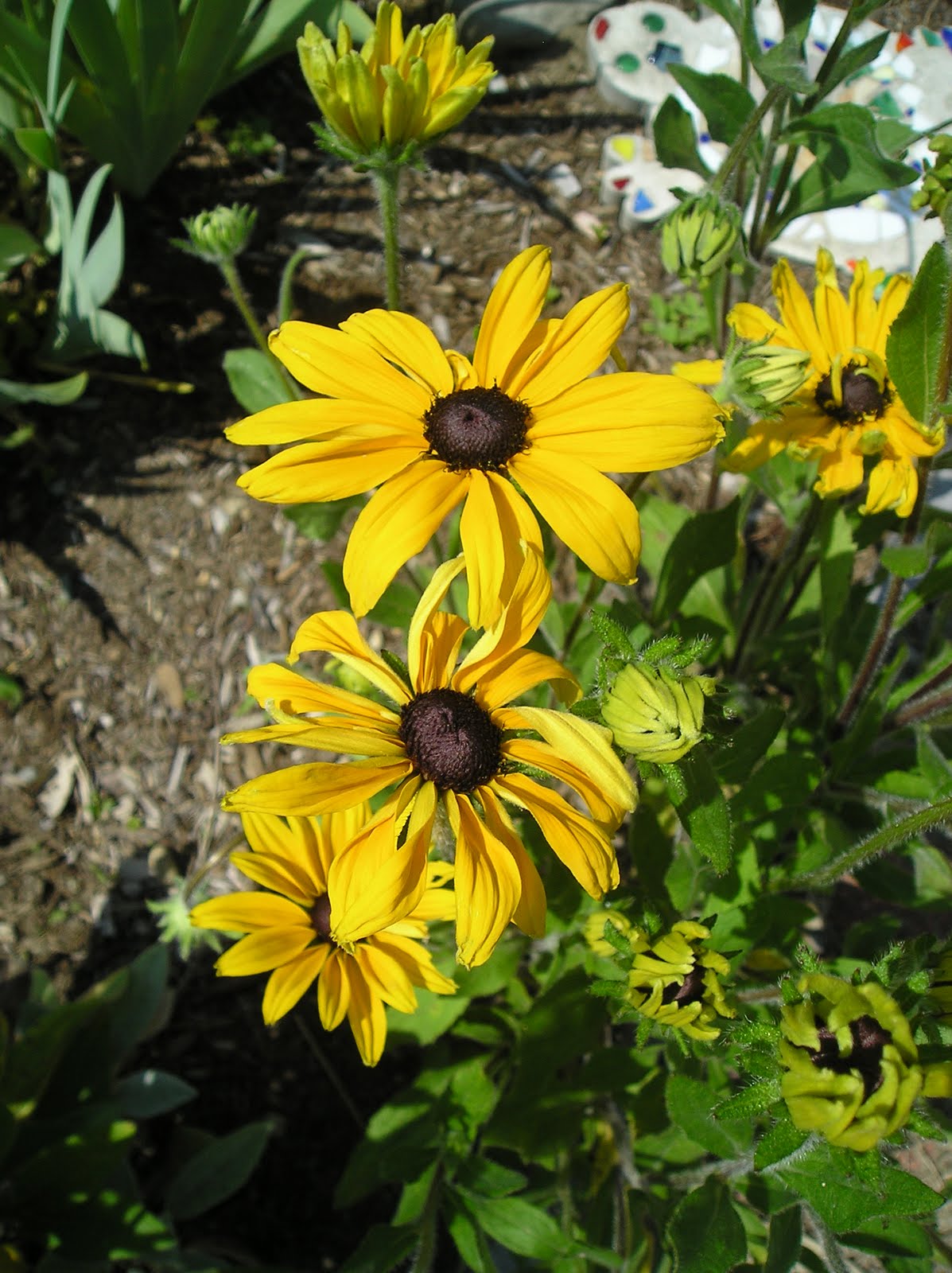 Rabbits Eat Quilts June 2010