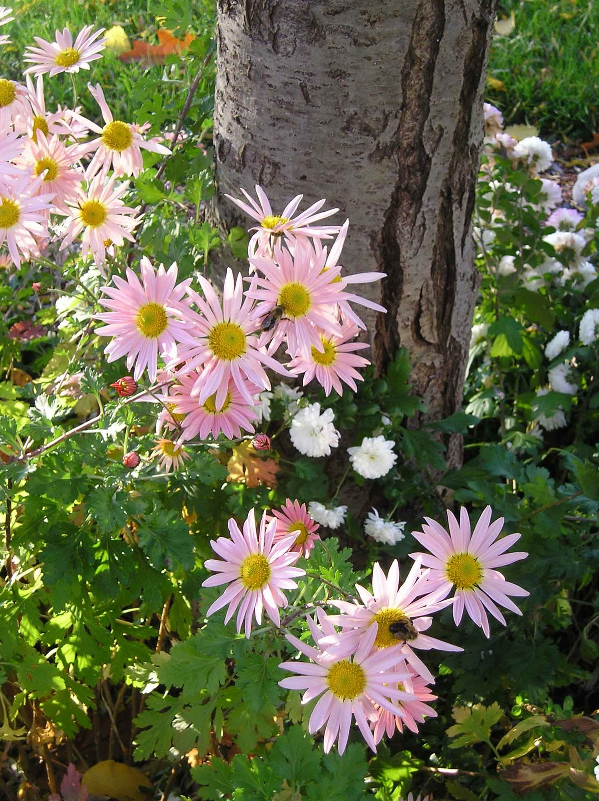 Rabbits Eat Quilts October 2010