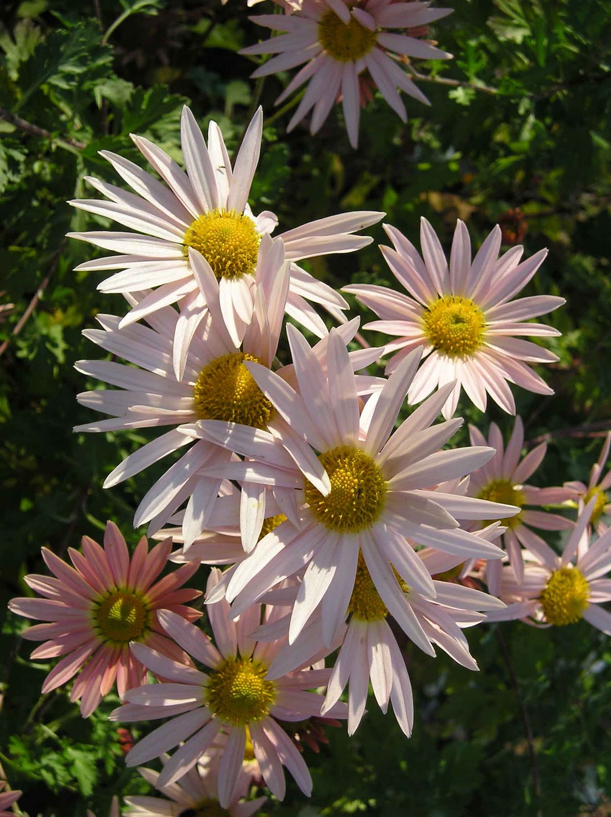 Rabbits Eat Quilts October 2010