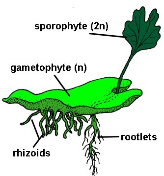 Bio Scavenger Hunt: Gametophyte