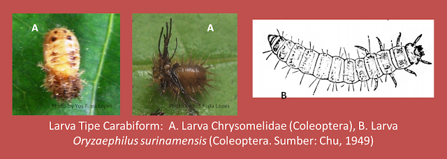 SERANGGA DAN PERLINDUNGAN TANAMAN: TIPE-TIPE LARVA SERANGGA