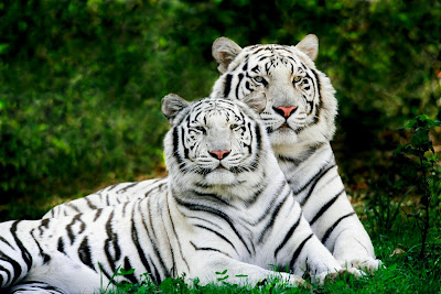tigri_bengalezi
