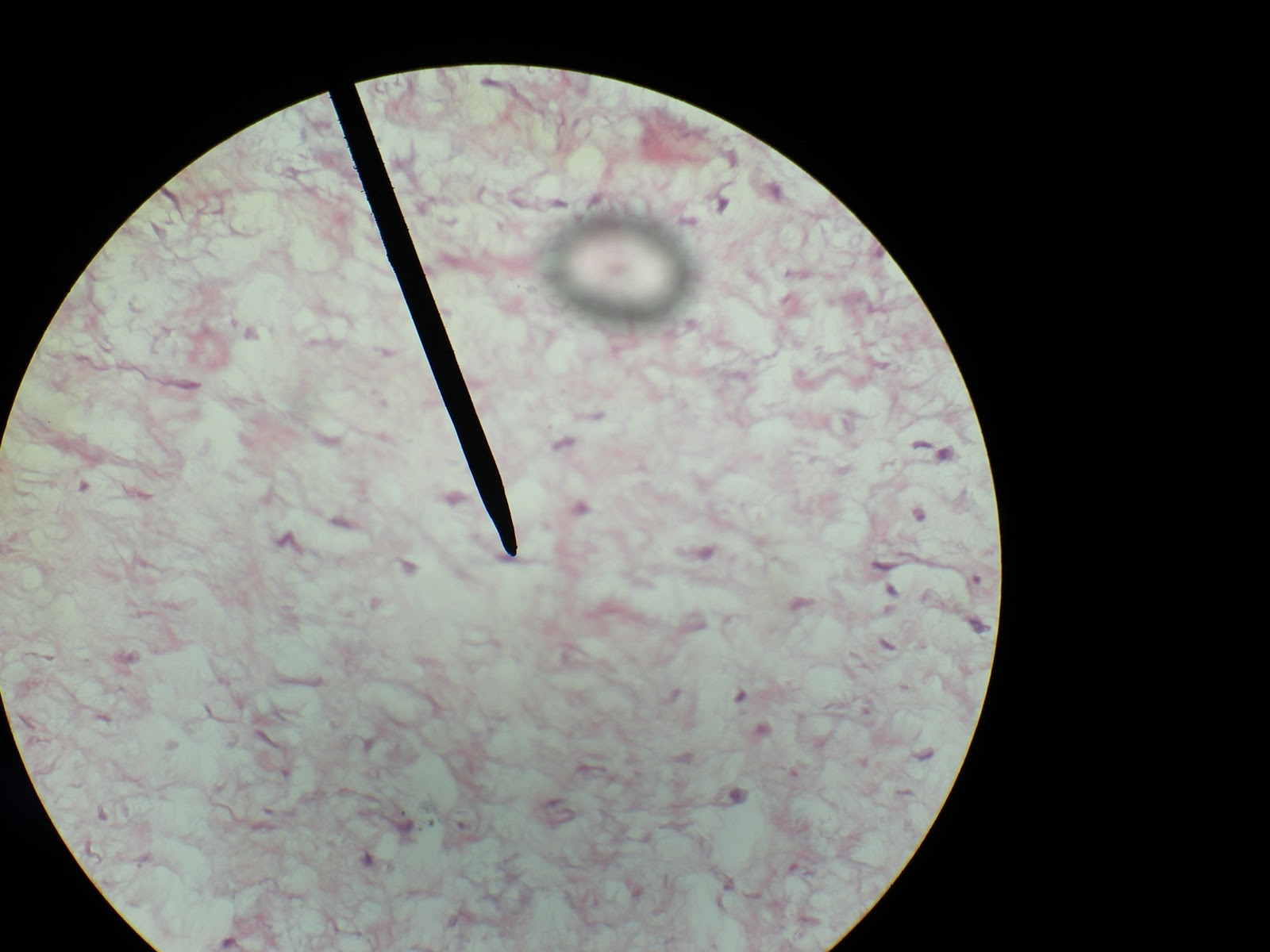 Histologia y Embriologia: ATLAS: TEJIDO CONJUNTIVO
