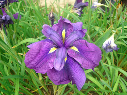 The glorious Iris....