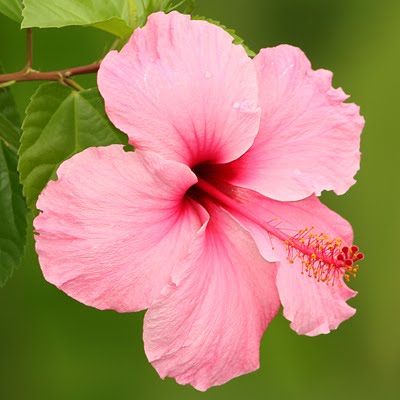 Click Here for hibiscus