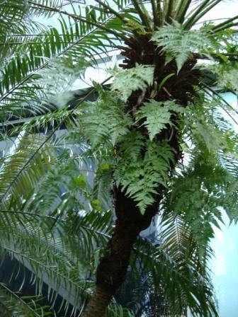 listen to it grow: Davallia denticulata - Johor/Rabbit's foot fern
