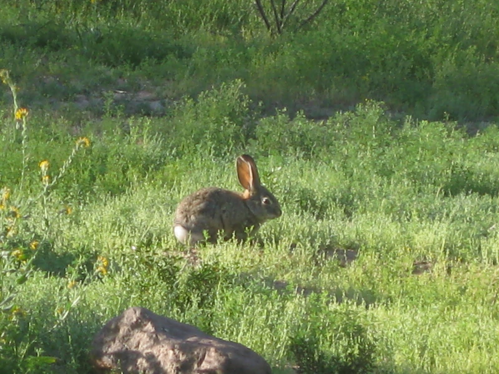 WHERE ARE THE DIXONS TODAY? RABBIT HUNTING