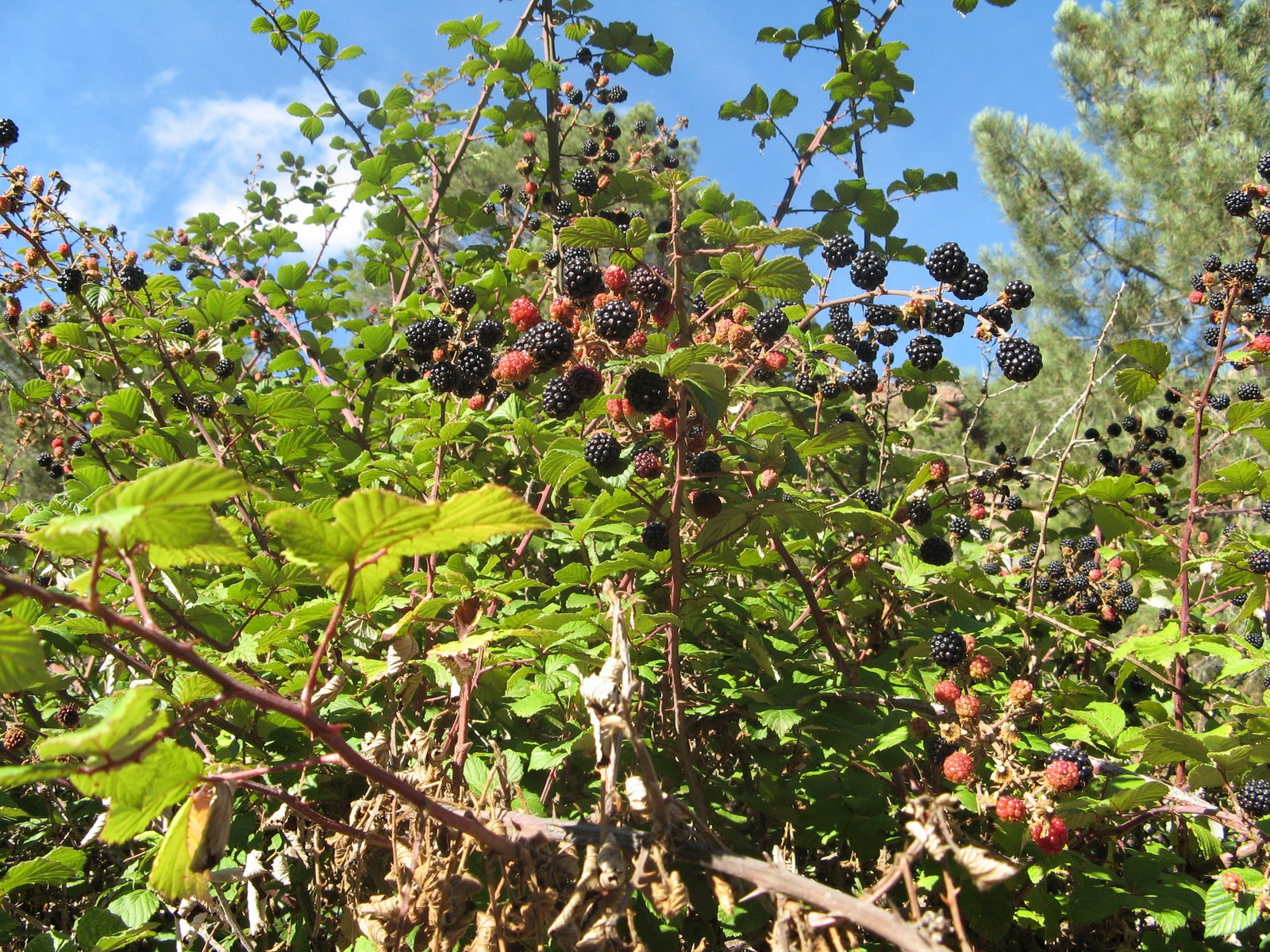 Via Verde Teruel MORA