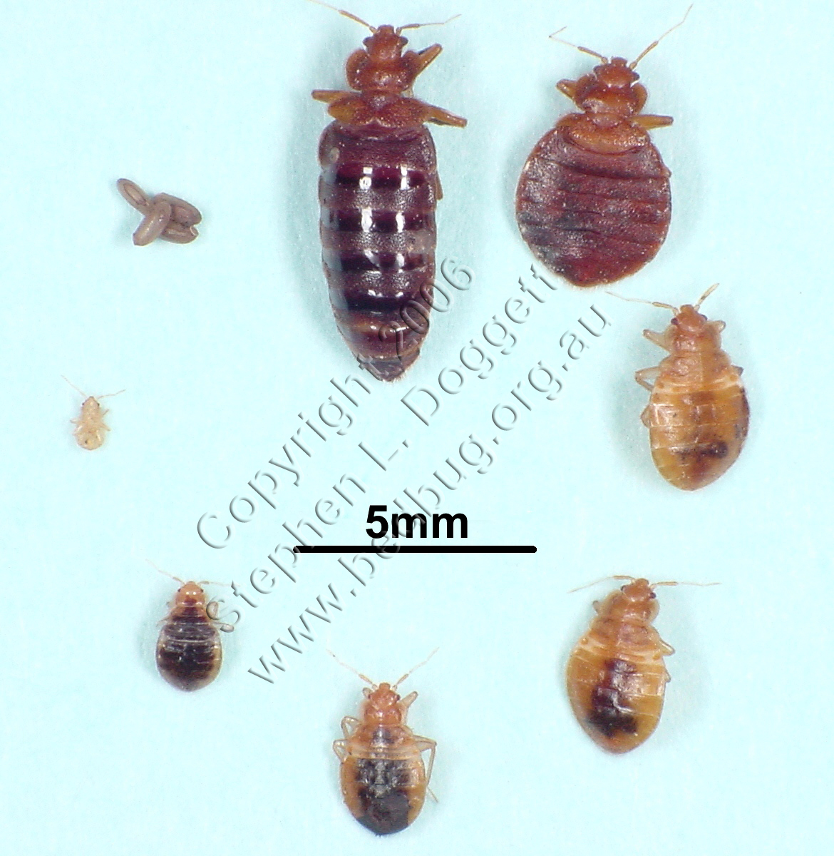 40-percent of bedbug problems