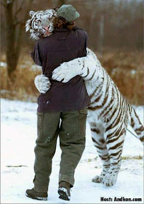 https://2.bp.blogspot.com/_2QaVmkh5uNg/RkK7FDIVJYI/AAAAAAAAAfc/xDqE_BwQvTE/s400/Tiger%2B2.jpg