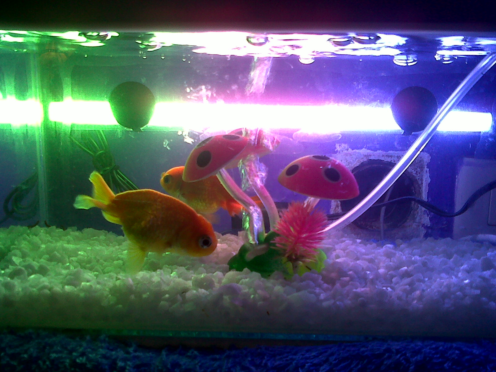 Gambar Lucu Bergerak Ikan | Top Meme