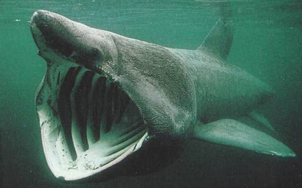 This guy looks seriously hungry