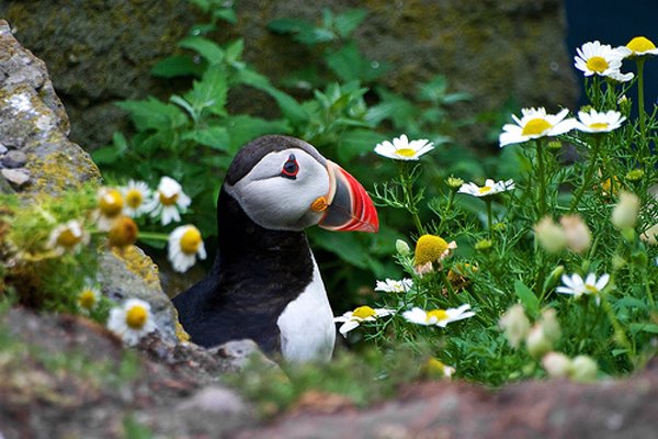 A Puffin in paradise