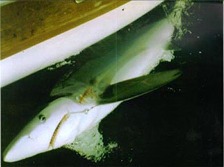 A very serious blue shark on the Valentia Coast in 2007