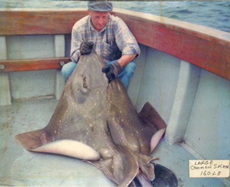 A 160lbs skate on the Anchorsiveen / Cahersiveen (some years ago)