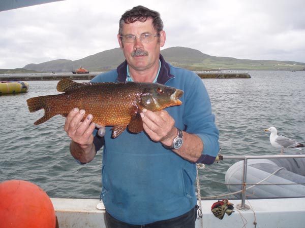 Nealie Lyne with a fantastic Ballan Wrasse