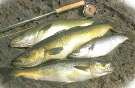 Flyangling for pollak from shore, something from the xtra class