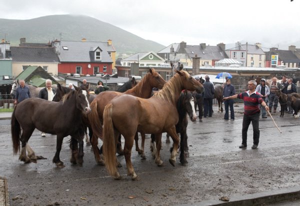 After 25 years, the cow-markt is back in Cahersiveen (this happended in 2008)
