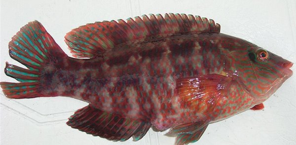 Corkwing wrasse (labre ???)