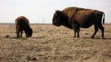 Bison, Tall Grass Prairie