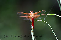 red dragonfly on a leaf