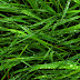 Mac Green Grass HD Wallpapers