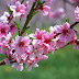 The Best Spring Cherry Blossom High Definition Wallpapers