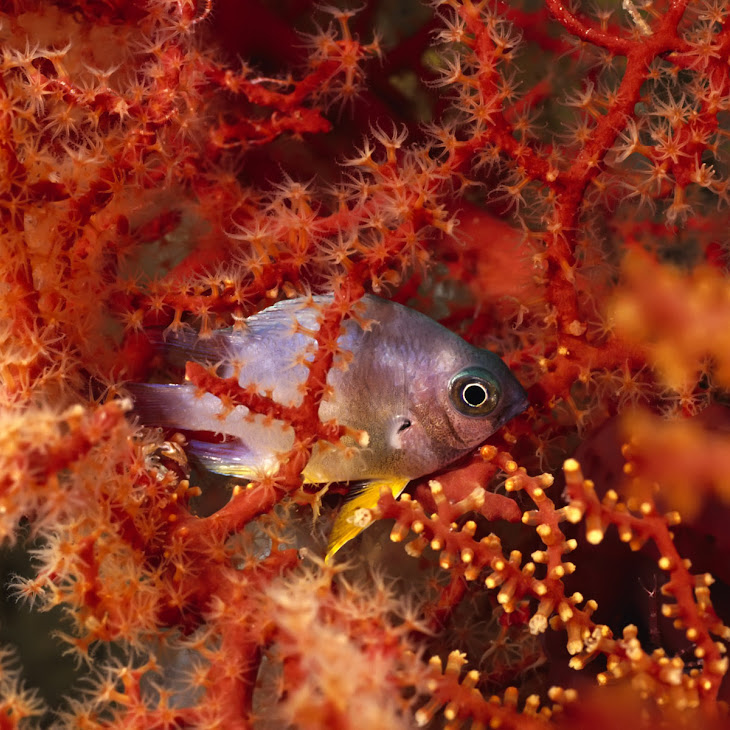 Amazing Underwater Life Picture