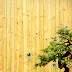 Bonsai - Zen Tree Backgrounds \ Wallpapers HD
