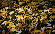 Autumn HD WallpaperSet 2 (yellow of autumn wallpaper hd)