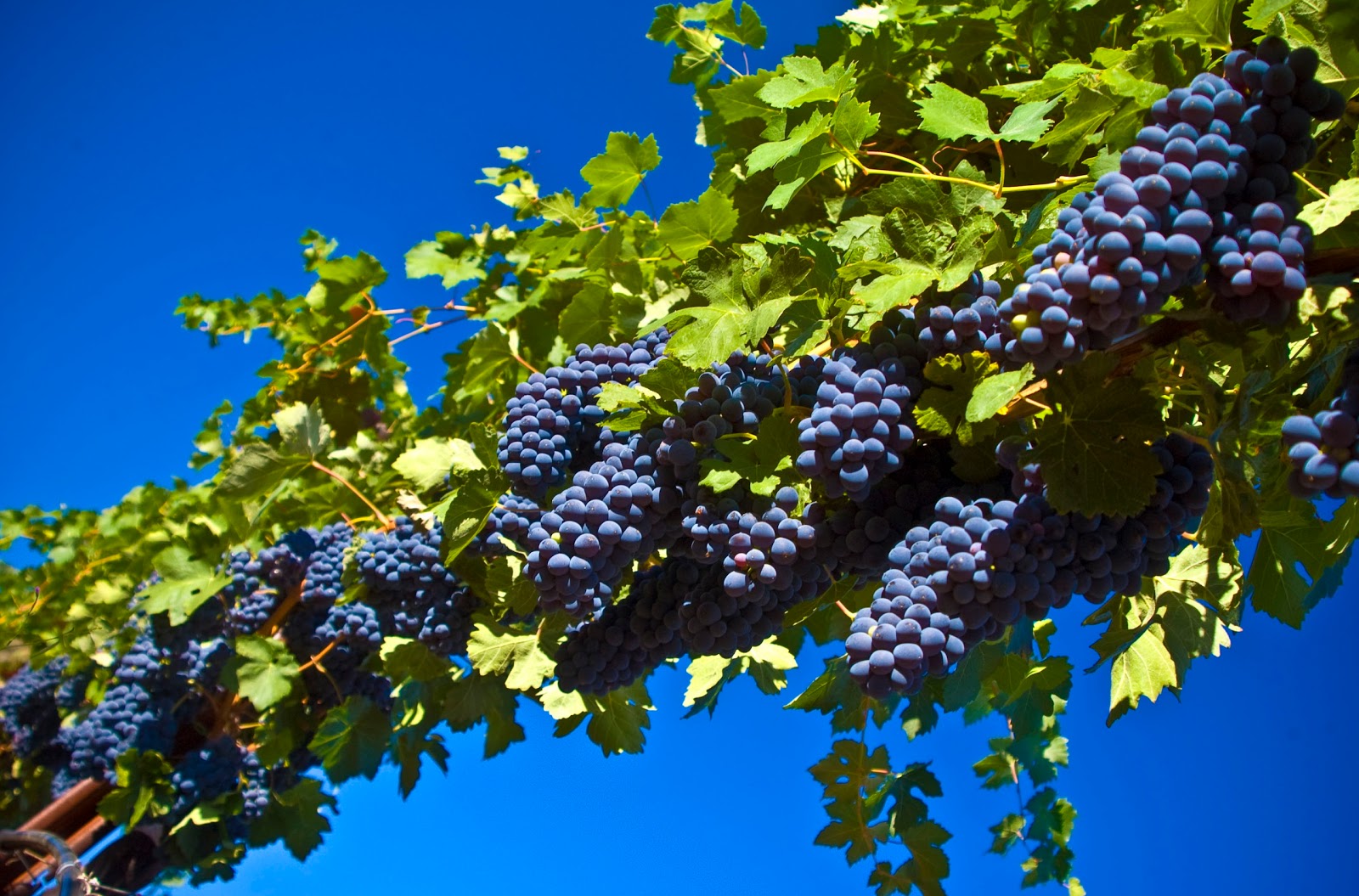 http://2.bp.blogspot.com/_2UbsSBz9ckE/TJAbsMnBkHI/AAAAAAAABWc/hvn5wkJ8xkE/s1600/grapes_Harvest_HD_background_Desktop.jpg