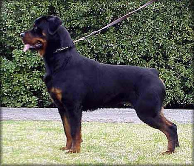 rottweiler dogs temperament care puppy center kg