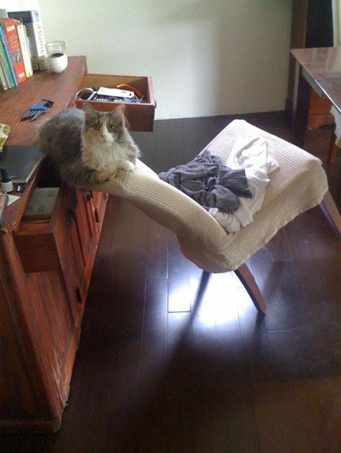 Photo : これぐらいは猫にとって何てことないのニャ…。