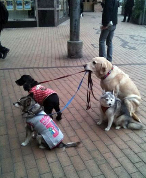 Photo : 犬のイヌたちのお散歩