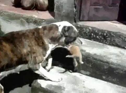 Video : ひとりぼっちで野良の子猫をひろって育てている、ブラジルの心やさしいワンちゃん…！！