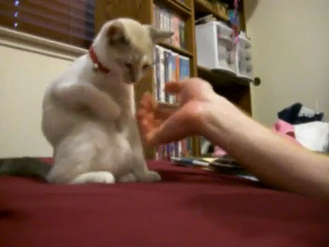 Video : 優雅に色っぽく座るネコちゃん…！！