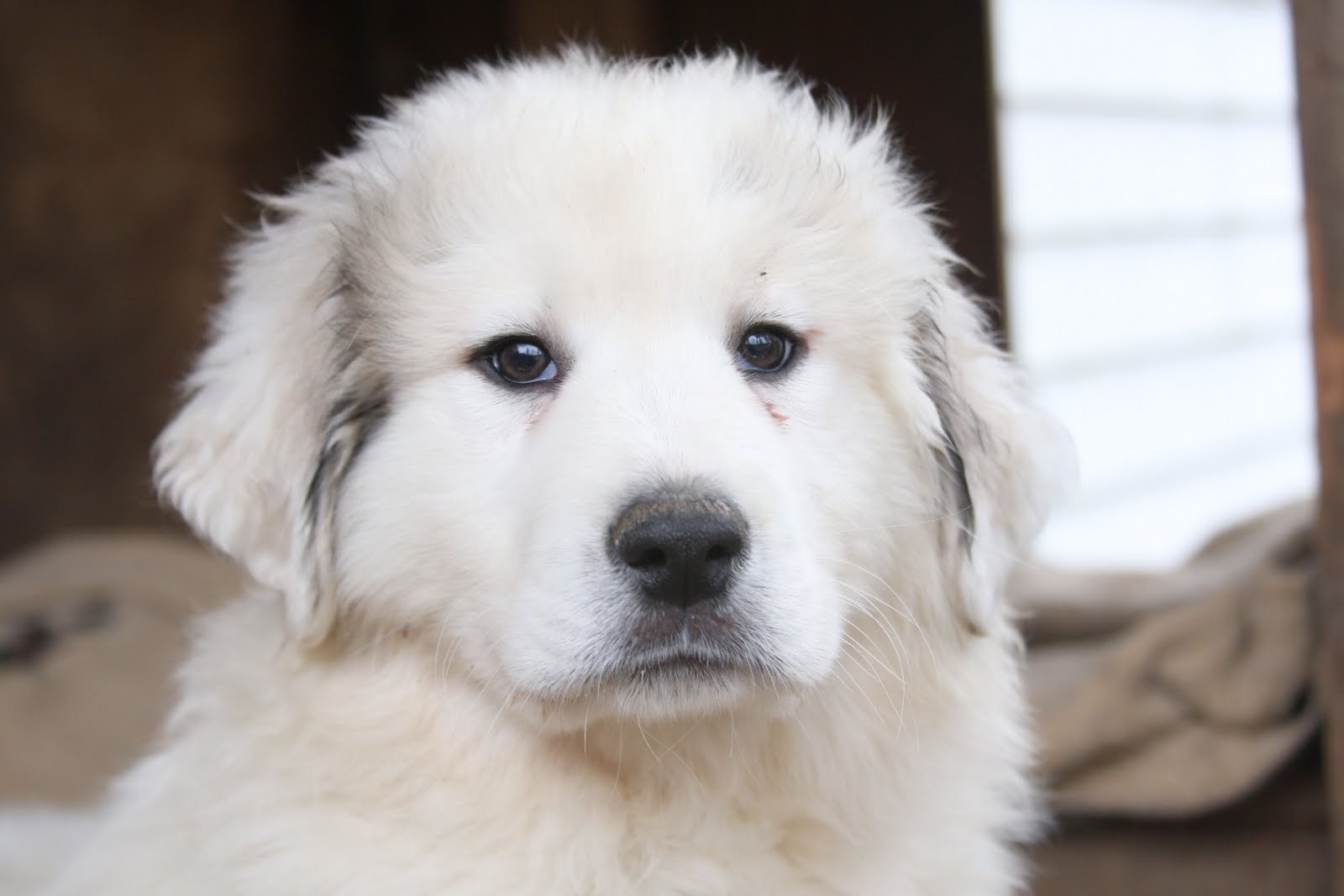 Hannah's blog white face