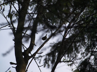 bird and branches photo by Maria-Thérèse Andersson