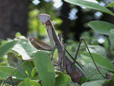 parásito que sale de la mantis religiosa en el agua