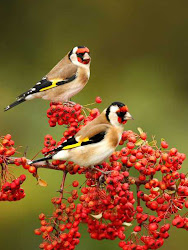 birds bird nature finches photographer colorful amazing natural pretty beauty gorgeous photographs chardonneret colourful goldfinch finch capture avian stunning photographers