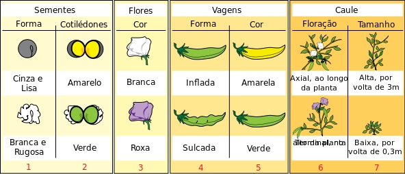 PIBID - Biologia - UFS: 3º Ano