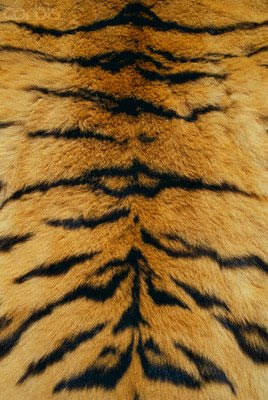 Mirandas :] Visual Dairy: Different Animal Textures and Furs