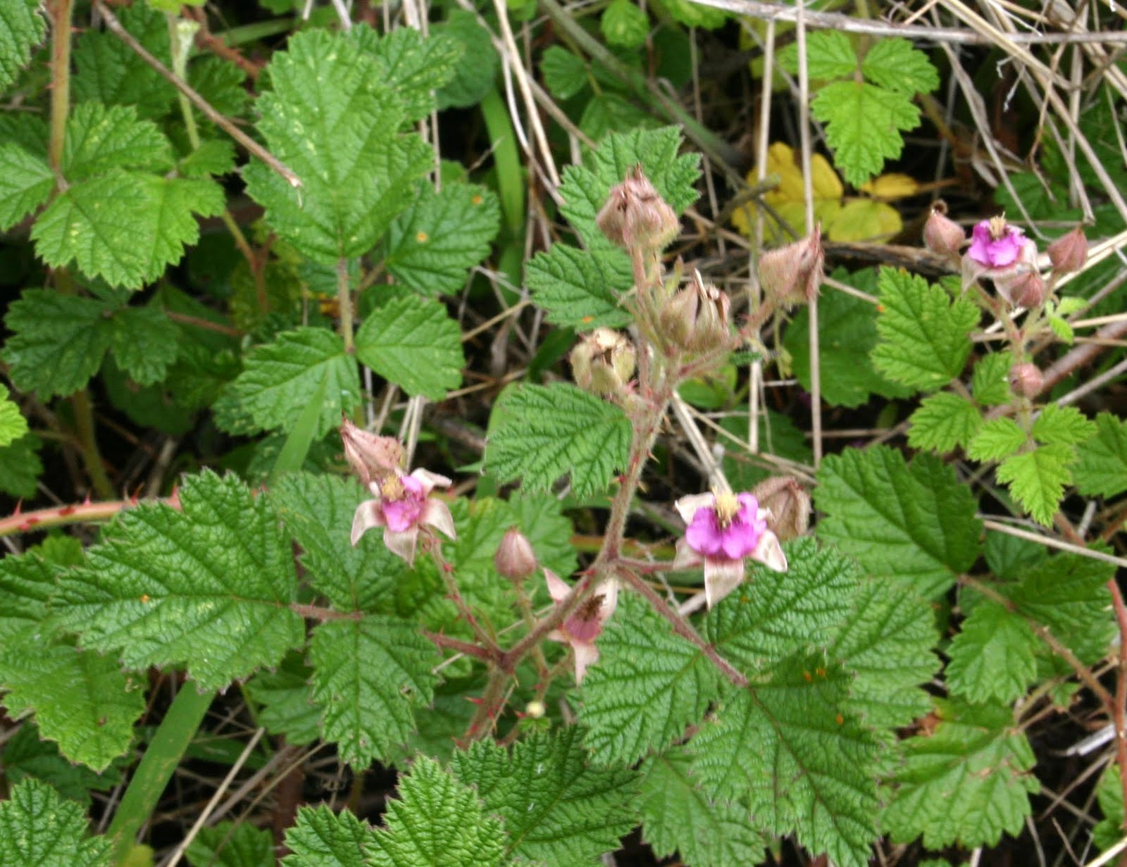 Toowoomba Plants Smallflowered Raspberry