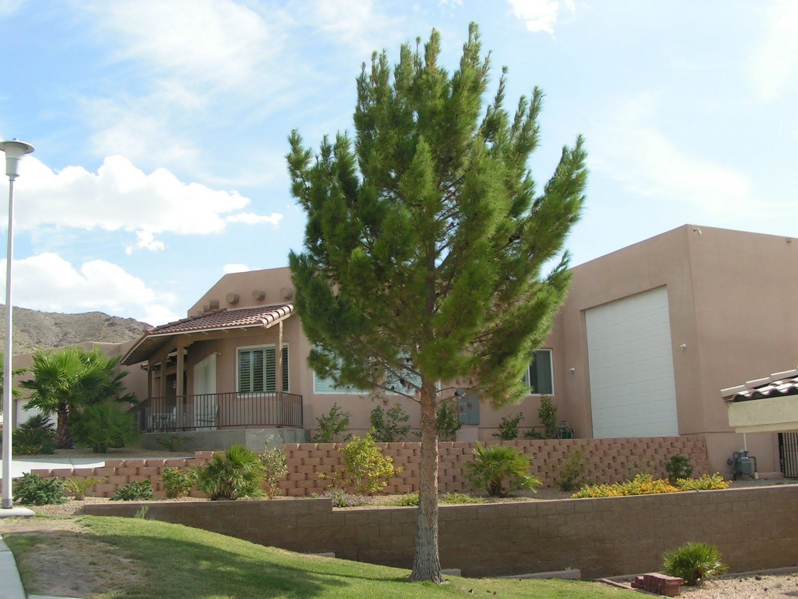Nevada Tree Service Planning on adding a tree? Some questions you