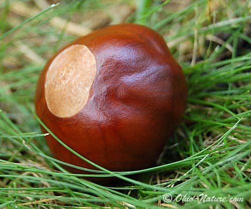 [buckeye-tree-nut-lg.jpg]