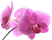 Min orkidé