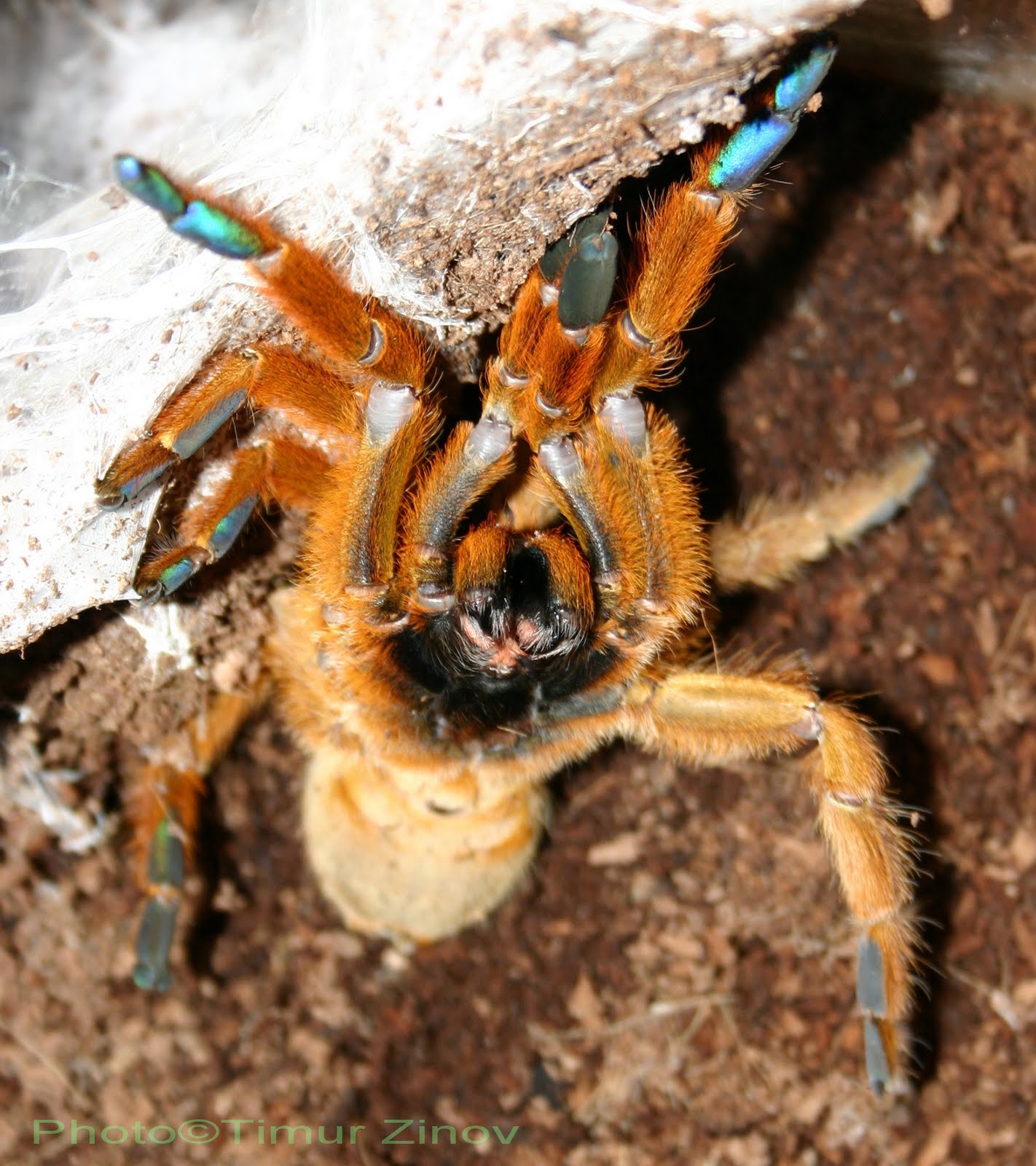 МИР ПАУКОВ: Pterinochilus murinus (Red Color Form)